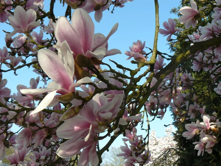 Kiedy znów zakwitną magnolie